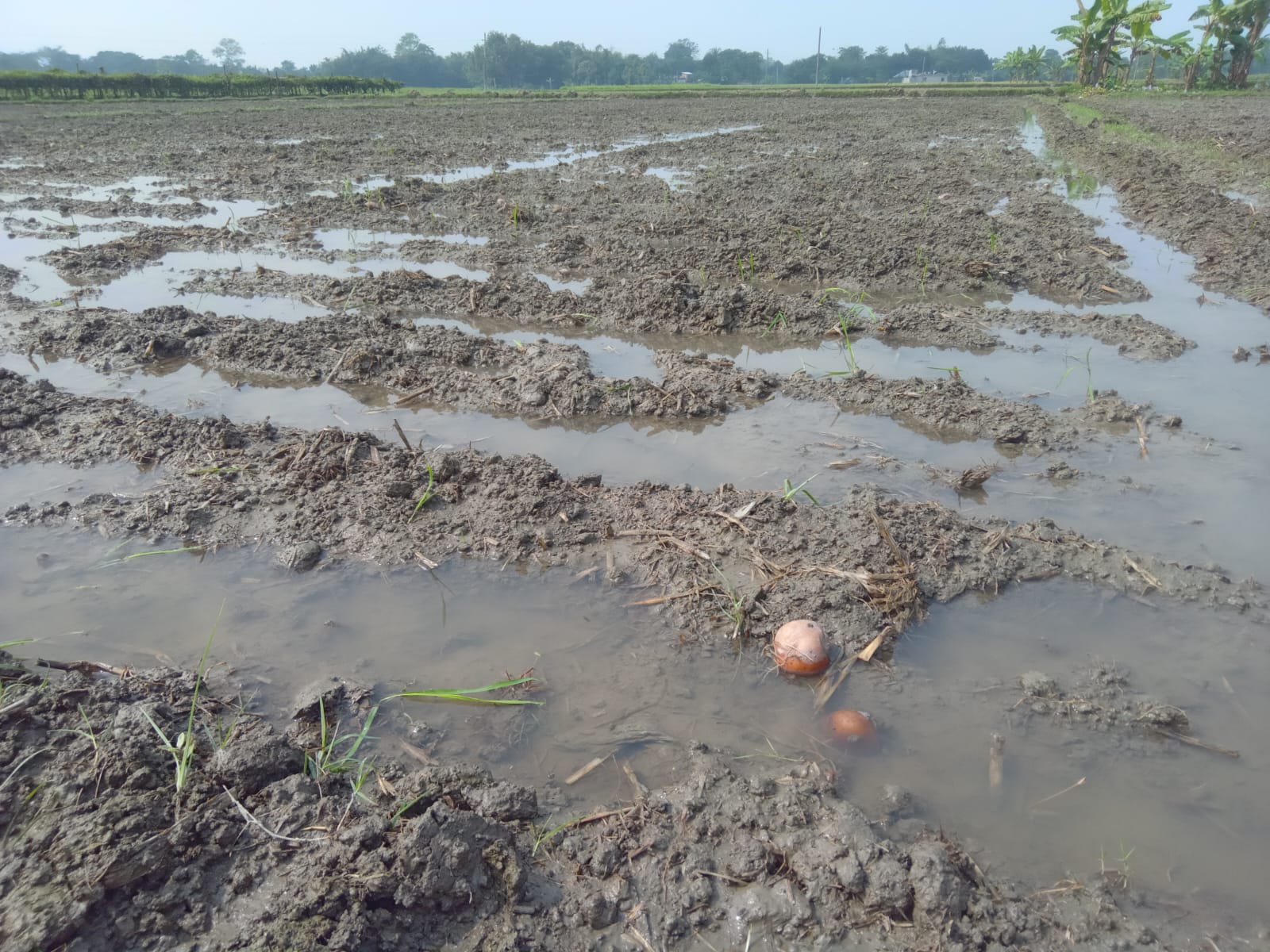 জয়পুরহাটে আগাম আলু চাষে বৃষ্টির আঘাতে চাষিদের মাথায় হাত
