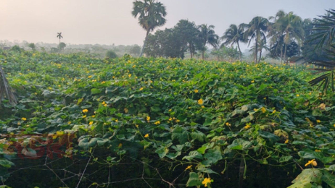 ডুমুরিয়ায় পোল্লা চাষে কৃষকের অভাবনীয় সাফল্য: লাভের মুখ দেখছেন খামারিরা