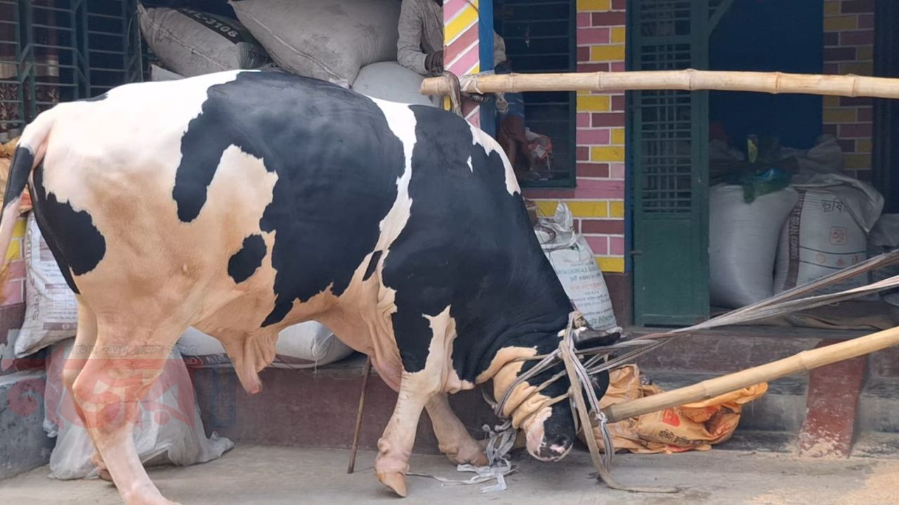 কোরবানির বাজার কাঁপাতে নড়াইলে প্রস্তুত ‘বাহুবলী’: ওজন ২৮ মণ