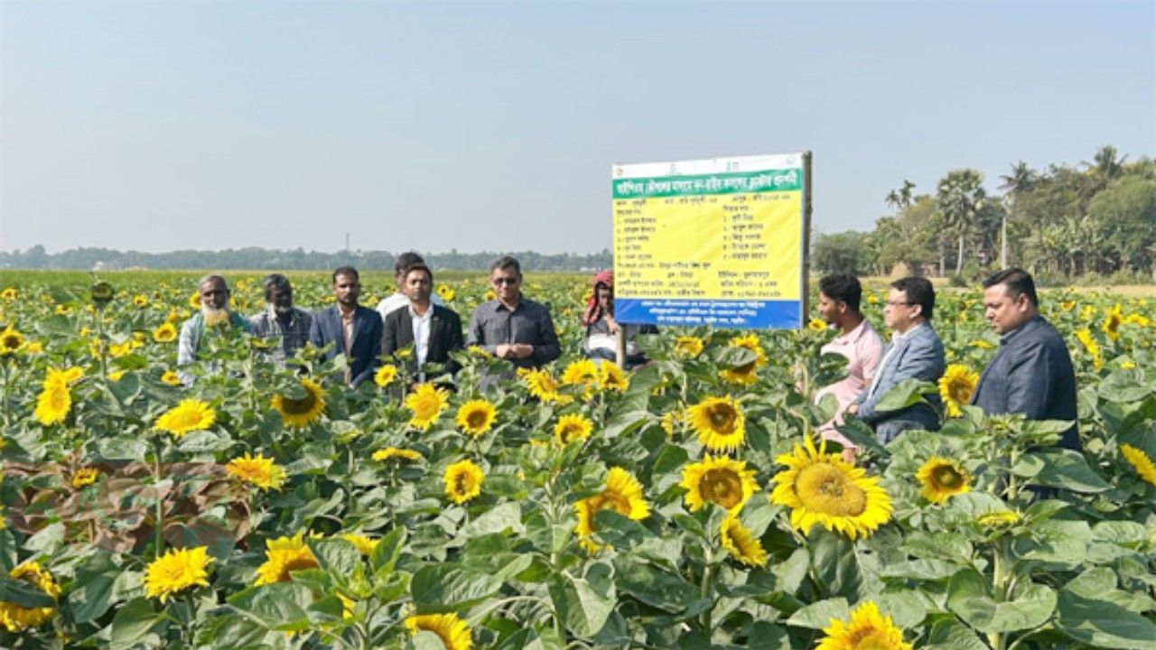 ডুমুরিয়ায় লবণাক্ত জমিতেও সূর্যমুখীর বাম্পার ফলন