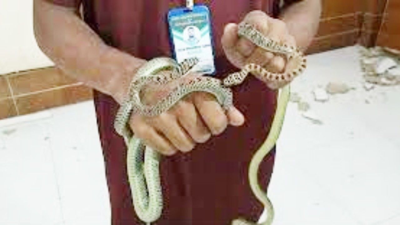 ক্লিনিকের এসি খুলতেই বেরিয়ে এলো সাপ