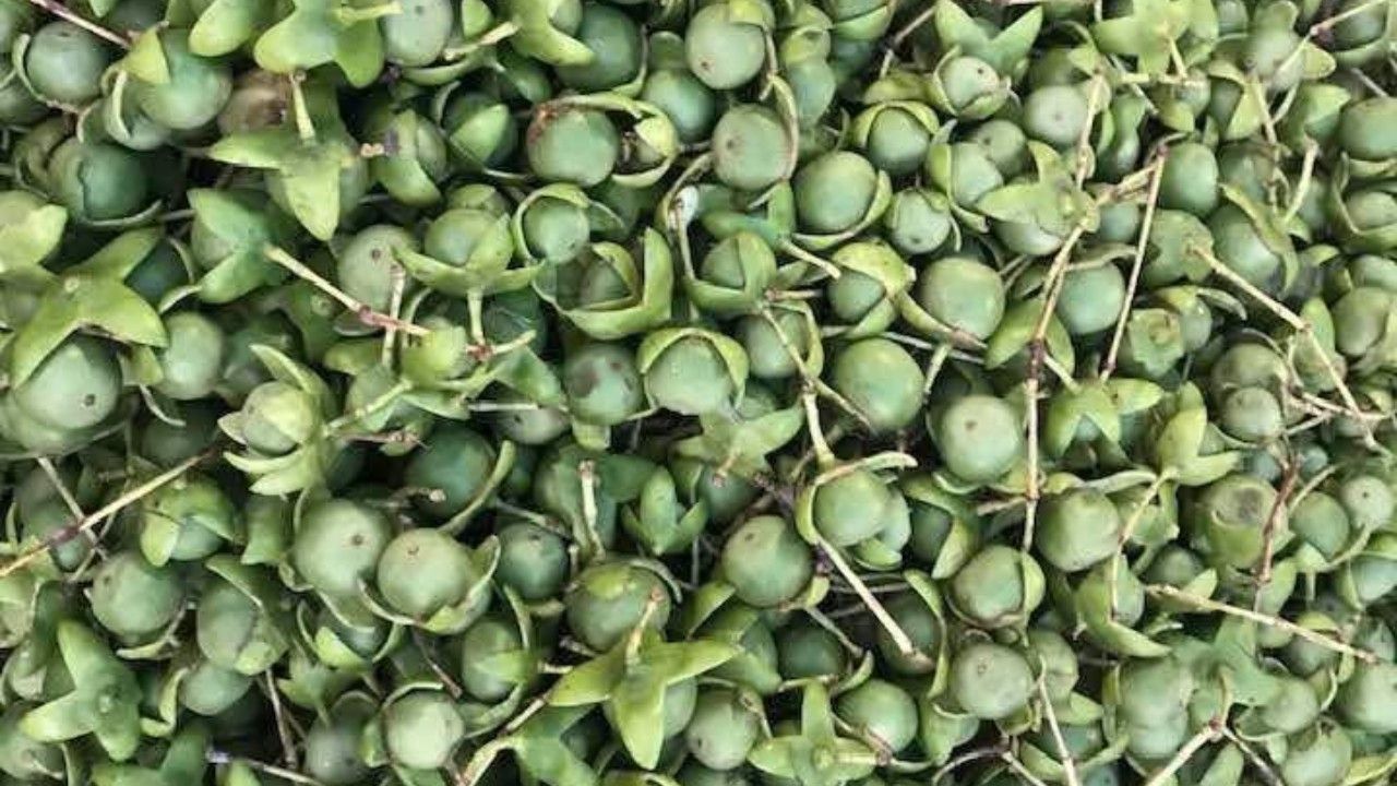সুন্দরবনের কেওড়া ফলের যত গুণ